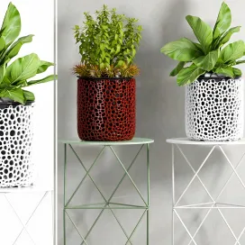 Plant by shamsudheen